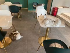-飞行喵MR PILOT|猫舍·猫咖(静安大融城店)