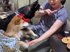 -逗柴咖啡屋·狗咖猫咖宠物桌游