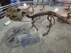 -国家自然博物馆