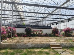 -海上花岛玫瑰园采摘