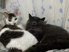-创凡宠物医院·骨专科  猫科中心(西乡分院)