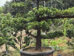 -长洲岛