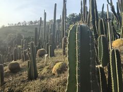 -深圳仙湖植物园