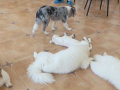 -Let's go狗咖·猫咖·奶狗·桌游(春熙路IFS店)