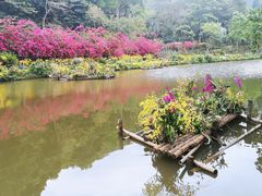 -深圳仙湖植物园