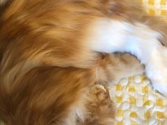 -平行世界·猫咖(首经贸店)