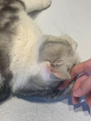 -众刺纹画·纹身·穿孔饰品·海娜定制