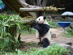 -广州长隆野生动物世界