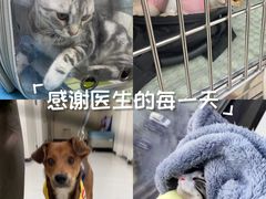 -美联众合动物医院·24h京西诊疗中心