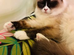 -猫色咖啡·猫咖