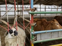 -南宫五洲植物乐园