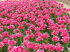 -洛阳郁金香牡丹园