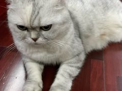 -瑞鹏宠物医院·骨科·猫科·内科(第一中心)