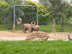 -北京野生动物园