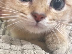 -pd派德宠物中心医院24H急重症·眼科中心·血液透析中心(嵩山北路店)