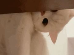 -CoCo都可(新我格广场店)