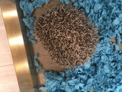 -悠尼宠物·独立低压伊珊娜洗护·美容·寄养(兰谷路店)