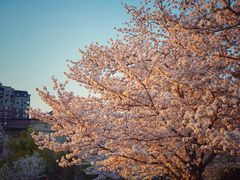 -顾村公园