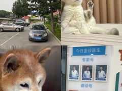 -派美特宠物医院·核磁CT·骨科肿瘤·疑难转诊(沈农禾丰店)