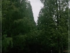 -东平国家森林公园