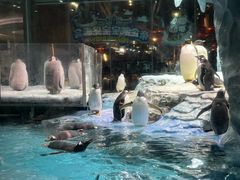 -帝企鹅自助餐厅•儿童岛•真企鹅(长隆企鹅酒店)