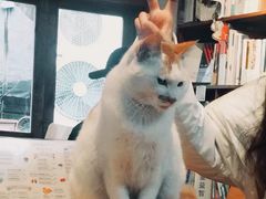 -猫的天空之城概念书店(苏州平江店)