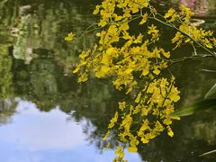 -深圳仙湖植物园