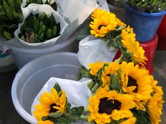 -循礼门鲜花花市(武汉循礼门店)