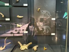 -北京周口店北京人遗址博物馆
