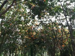 -广西壮族自治区药用植物园