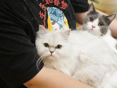 -Pets First伊珊娜洗护·精致美容·家庭式寄养(新会路店)