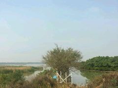 -大湾区中央湿地公园
