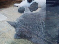 -猫咪博物馆(顶澳仔猫街店)