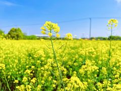 -苏州太湖西山岛开心农场