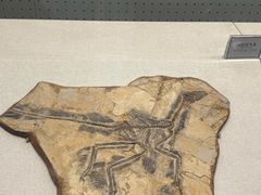-辽宁古生物博物馆