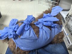 -美联众合动物医院·24h转诊中心