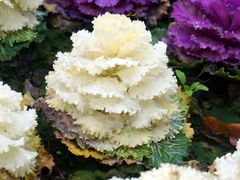 -西湖外事游船(花港观鱼码头)