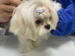 -美美宠物诊疗中心·异宠·骨科(滨江东信分院)
