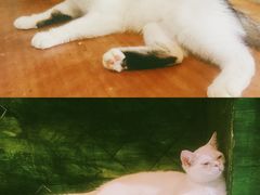 -猫色咖啡·猫咖