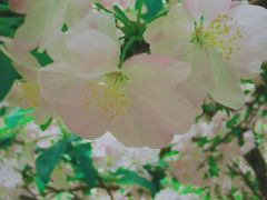 -海棠花溪(元大都城垣遗址公园)