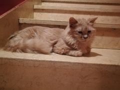 -猫爷宠物生活馆·撸猫馆