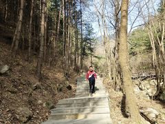 -王顺山国家森林公园