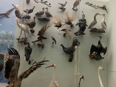 -国家自然博物馆