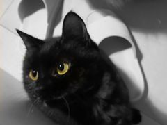 -爱妮康宠物医院·干细胞免疫细胞·肿瘤·心脏(张江店)