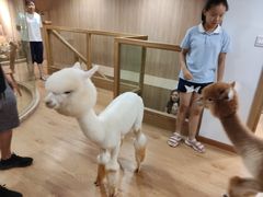 -藦茜花园宠物主题亲子互动体验馆(国顺东路店)