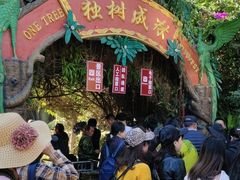 -瑞丽独树成林风景区