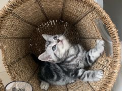 -喵zoo家庭繁育猫舍(尖东智能花园店)