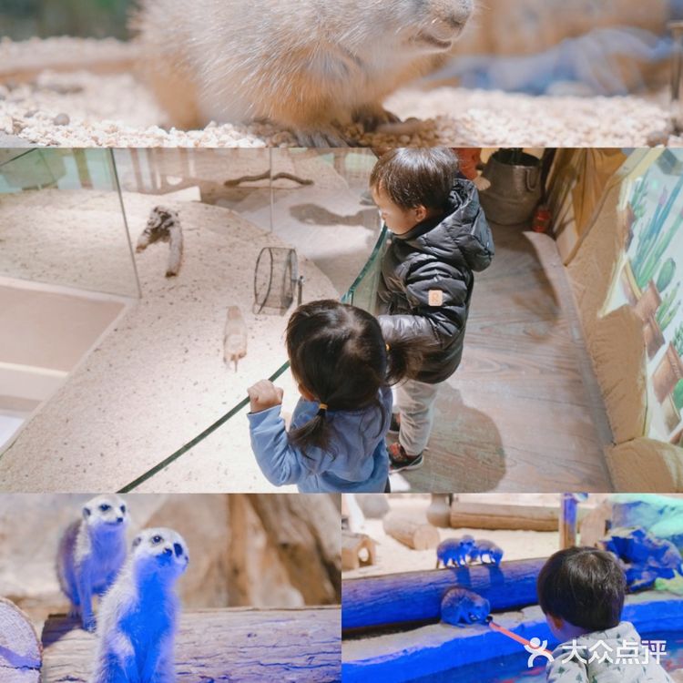 太美了叭🌸帝都首家室内亲子动物园🔥🐑