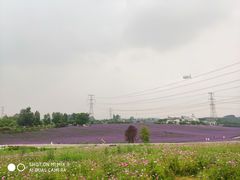 -紫颐香薰山谷景区