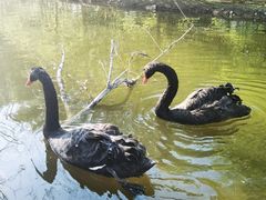 -长白岛森林公园